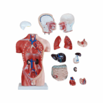 Human Body Model 65 cm