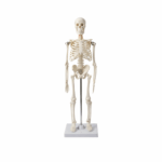 45 cm Skeleton
