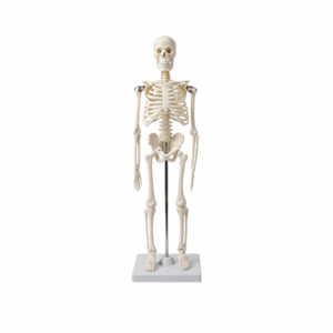 45 cm Skeleton