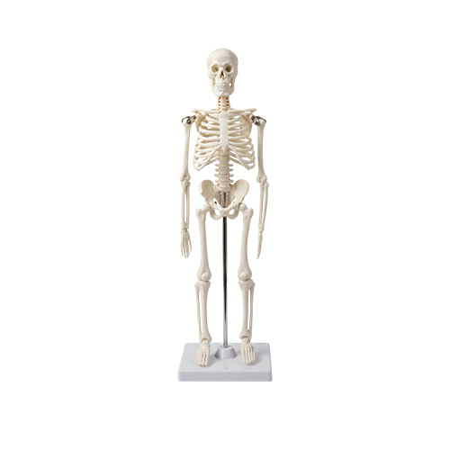 45 cm Skeleton