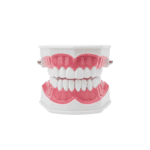 Teeth Model