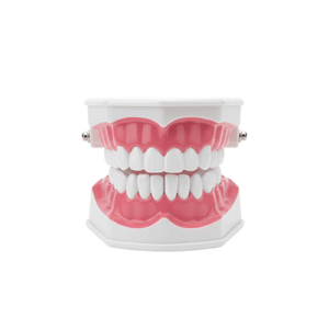 Teeth Model