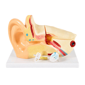 Ear anatomy STEM Toy in Qatar