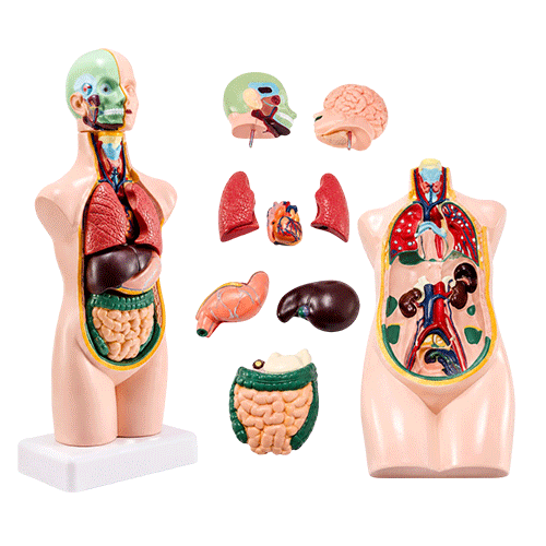 Human Model 50 cm STEM Toy in Qatar