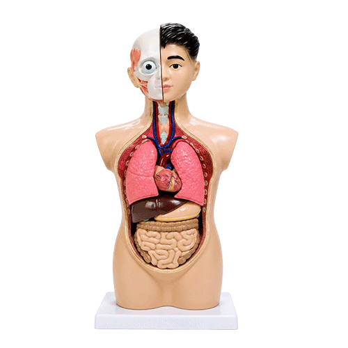 Human Model 65 cm STEM Toy in Qatar