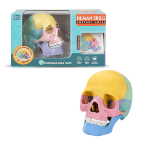 Human Skull Anatomy Model L STEM Toy in Qatar