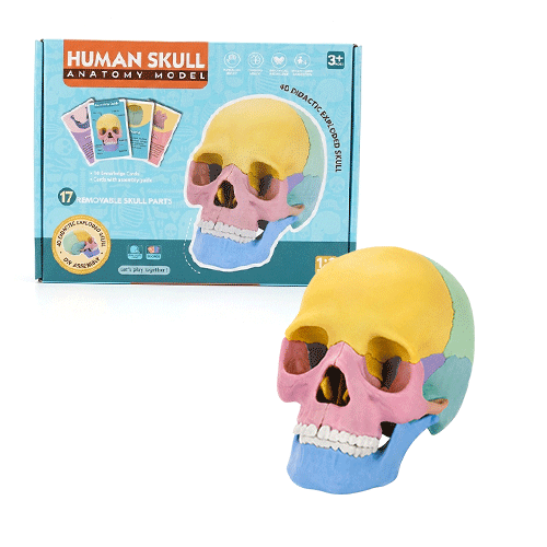 Human Skull Anatomy Model S STEM Toy in Qatar