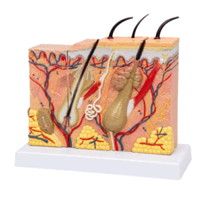 Skin Model STEM Toy in Qatar