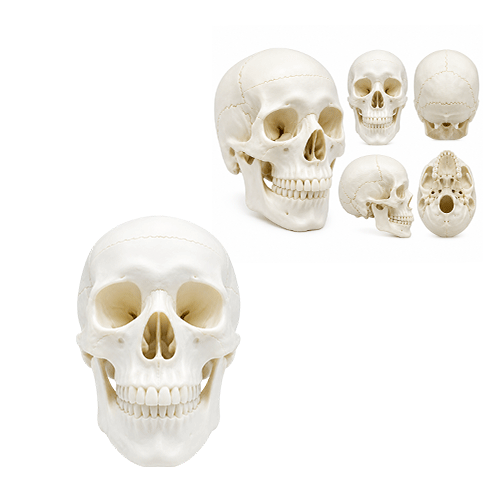 Skull Model STEM Toy in Qatar