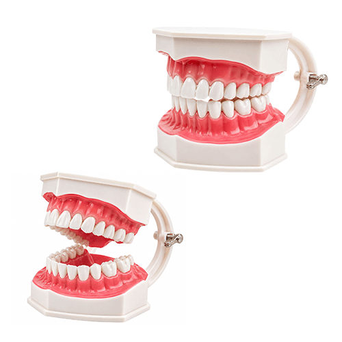Teeth Model STEM Toy in Qatar